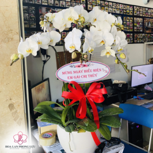 Hoa Lan Chúc Mừng