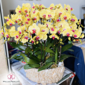 Hoa Lan Hồ Điệp Vàng