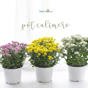 HOA CHẬU ĐÀ LẠT HASFARM