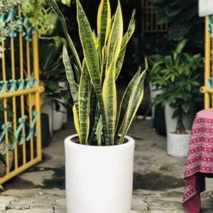 Chậu sứ trồng cây tại Đà nẵng