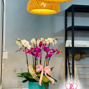 Hoa lan Phong Lựu - Đà Nẵng