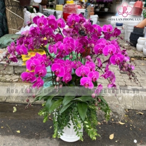 Hoa lan Phong Lựu - Đà Nẵng