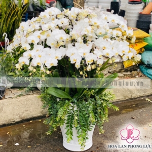 Hoa lan Phong Lựu - Đà Nẵng