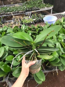 Vật tư trồng lan tại Đà Nẵng - Hoa lan Phong Lựu