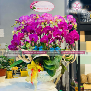 Hoa lan Phong Lựu - Đà Nẵng