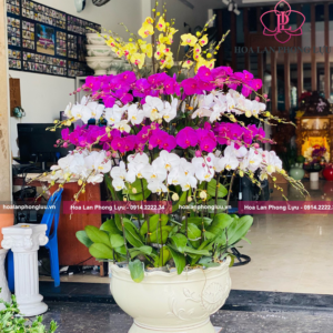 Hoa lan Phong Lựu - Đà Nẵng