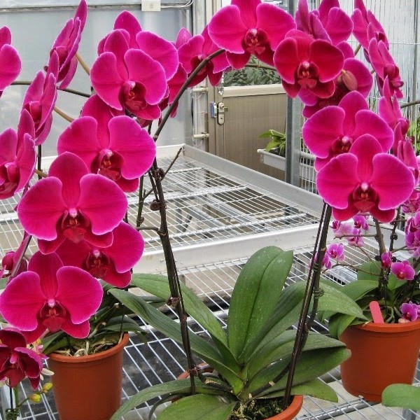 Kỹ thuật chăm sóc lan hồ điệp, cây tươi tốt, ra hoa đều đều - 1