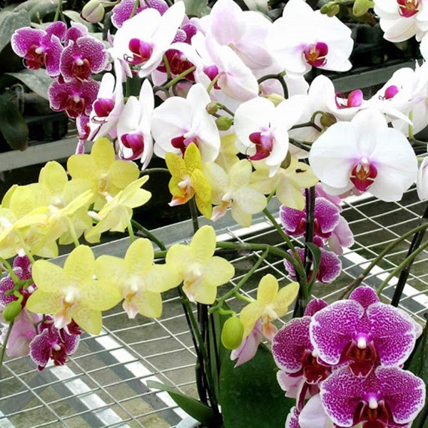 Kỹ thuật chăm sóc lan hồ điệp, cây tươi tốt, ra hoa đều đều - 5