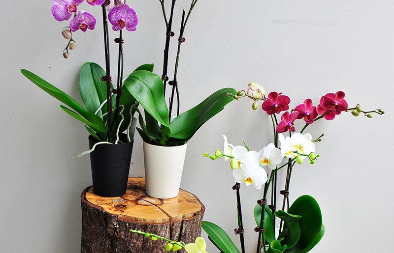 Kỹ thuật chăm sóc lan hồ điệp, cây tươi tốt, ra hoa đều đều - 4