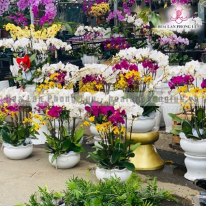 Vật tư trồng lan tại Đà Nẵng - Hoa lan Phong Lựu