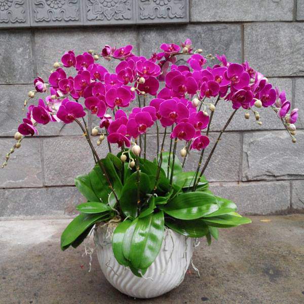 Hoa lan tím ra hoa lại chỉ trong 2-3 tuần nhờ cách kích thích amp;#34;dễ như ăn kẹoamp;#34; - 5