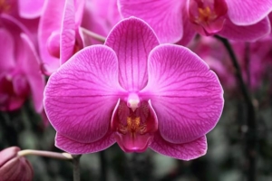 Hoa lan tím ra hoa lại chỉ trong 2-3 tuần nhờ cách kích thích amp;#34;dễ như ăn kẹoamp;#34; - 3