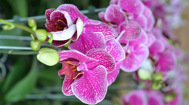 Hoa lan tím ra hoa lại chỉ trong 2-3 tuần nhờ cách kích thích amp;#34;dễ như ăn kẹoamp;#34; - 2