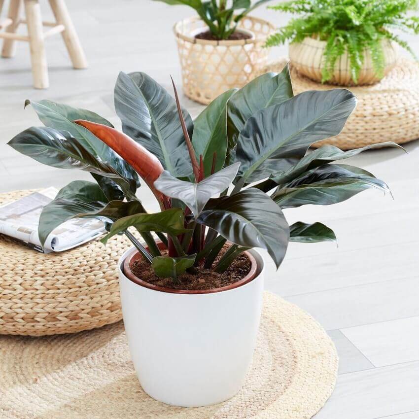 Cây Đế Vương Đỏ