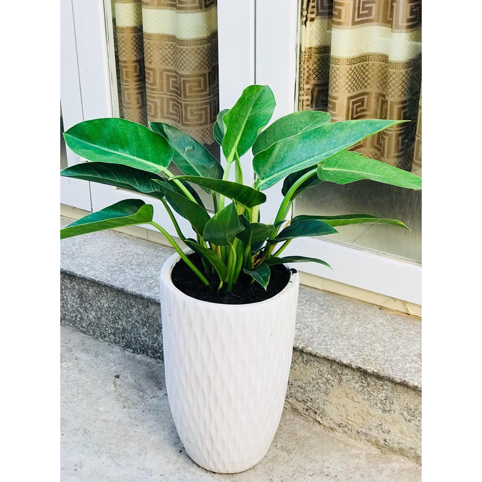 Cây Lục Đế Vương