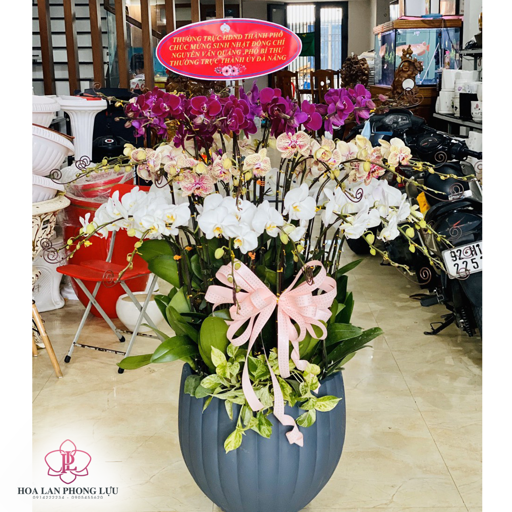 Chậu sứ trồng cây Đà Nẵng - hình ảnh thực tế tại Hoa lan Phong Lựu