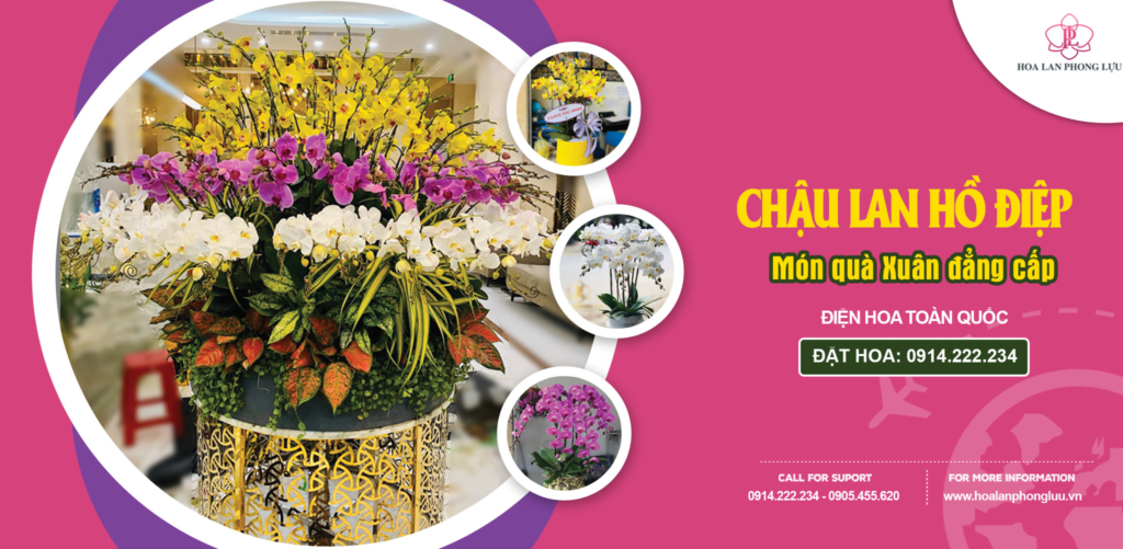 Hoa lan Phong Lựu - Cây cảnh Đà Nẵng giá sỉ