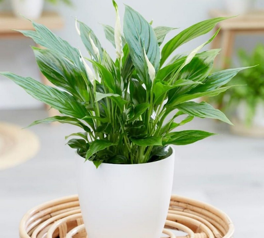 Cây Bạch Mã Hoàng Tử