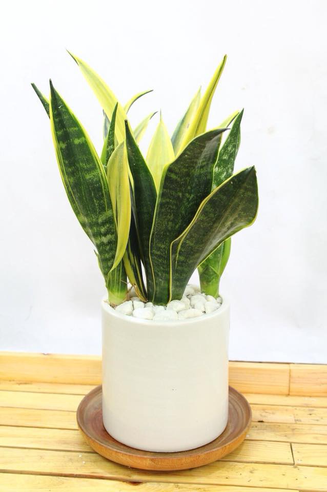 Cây Lưỡi Hổ xanh