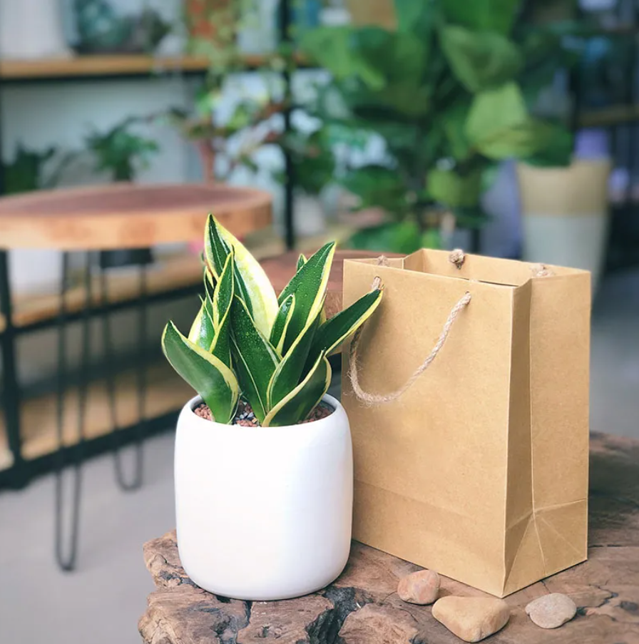 Cây Lưỡi Hổ Thái