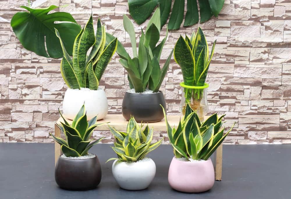 Cây Lưỡi Hổ các loại