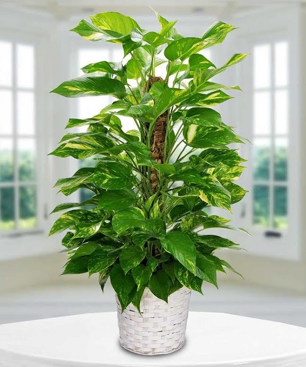 Cây trầu bà cột
