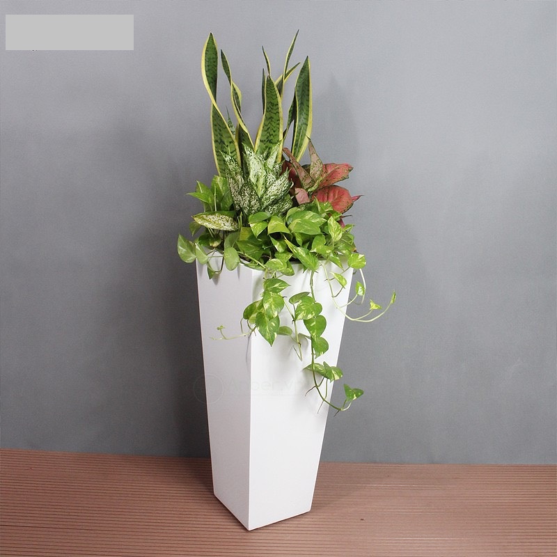 Cây cảnh Đà Nẵng