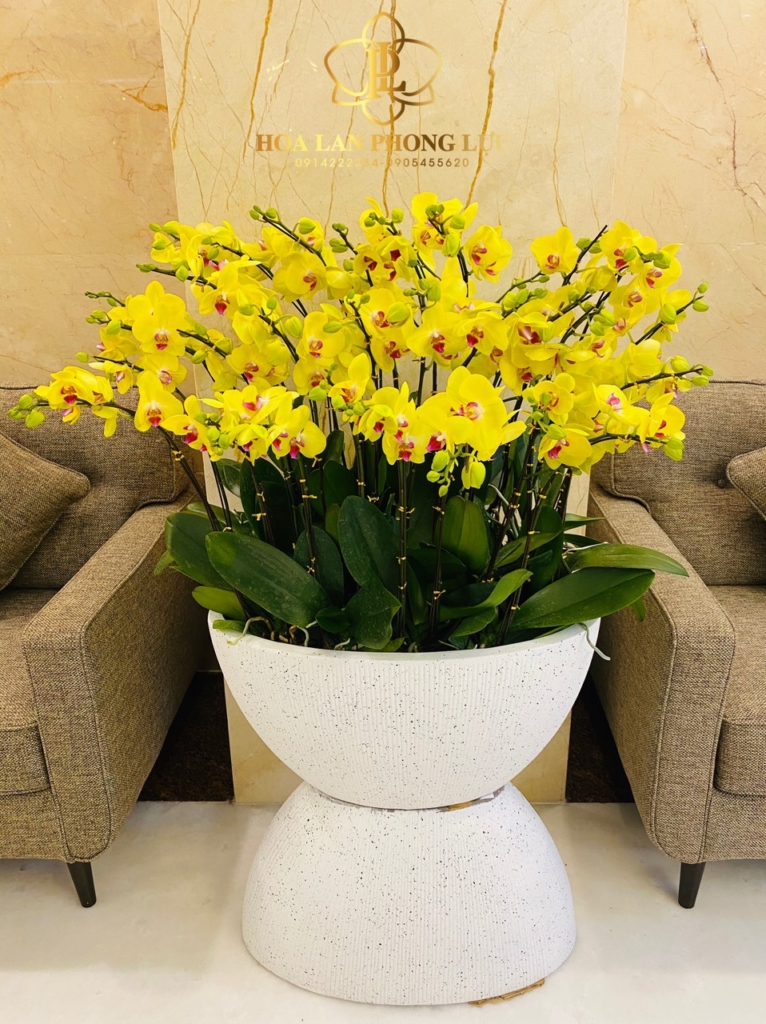 Chậu sứ trồng cây Đà Nẵng - hình ảnh thực tế tại Hoa lan Phong Lựu