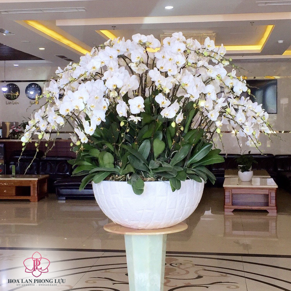 Chậu sứ trồng cây Đà Nẵng - hình ảnh thực tế tại Hoa lan Phong Lựu