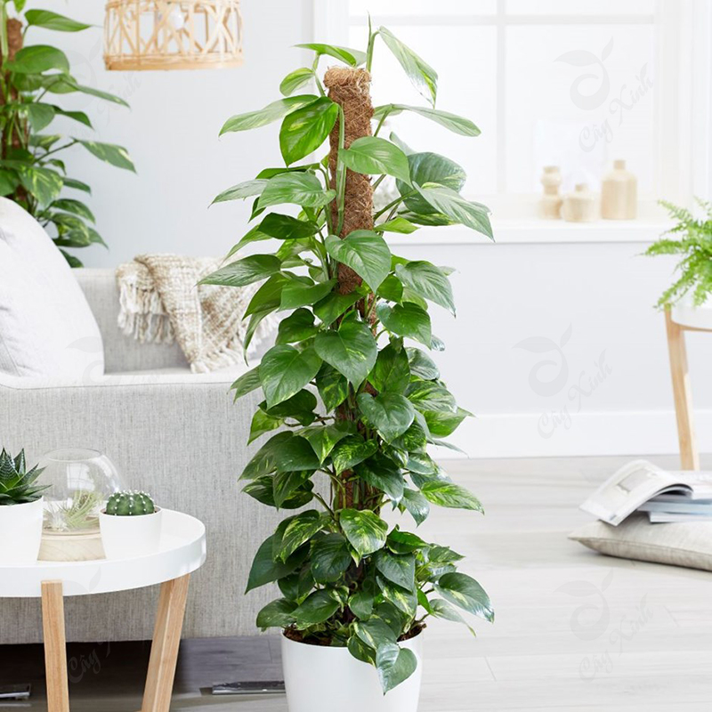 Cây trầu bà cột