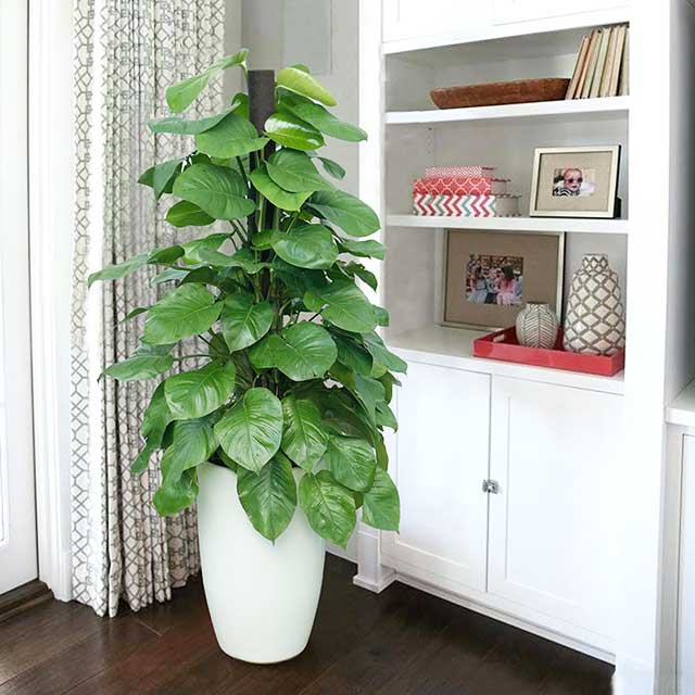 Cây trầu bà cột